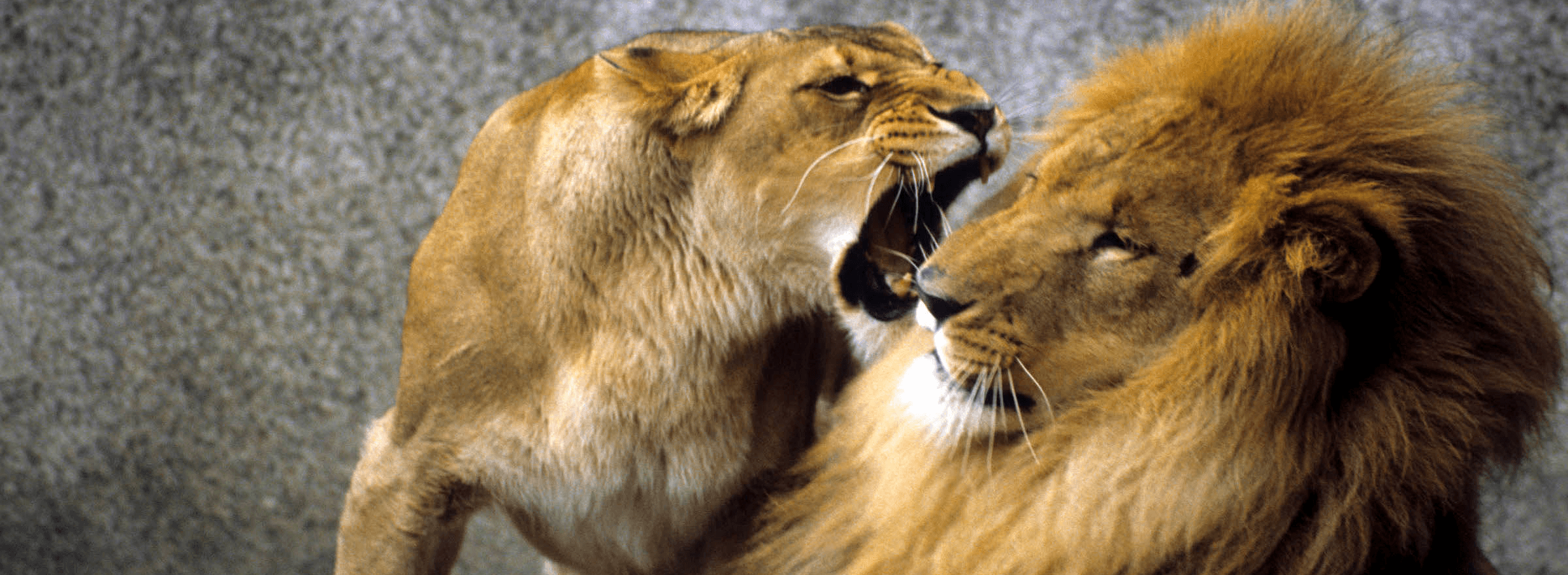 Aggressive lioness