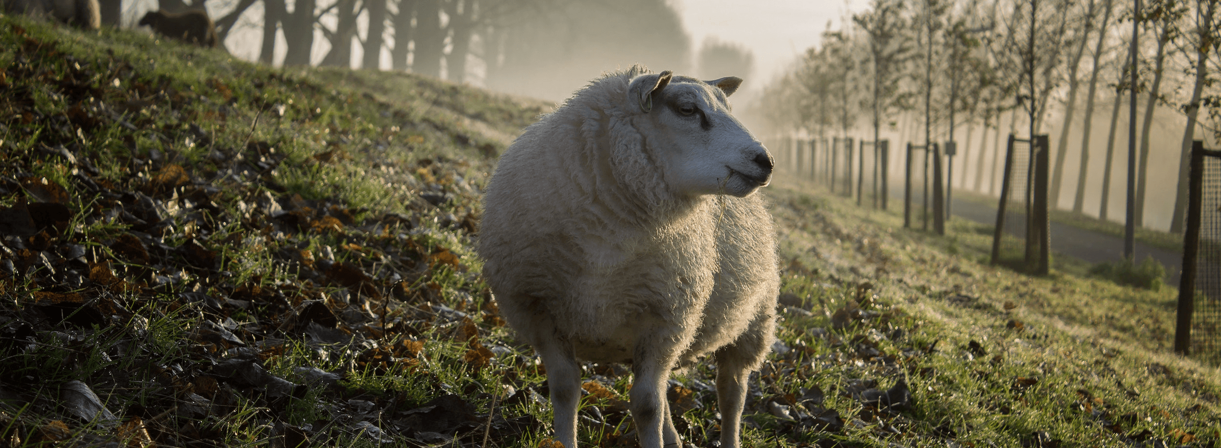Sheep