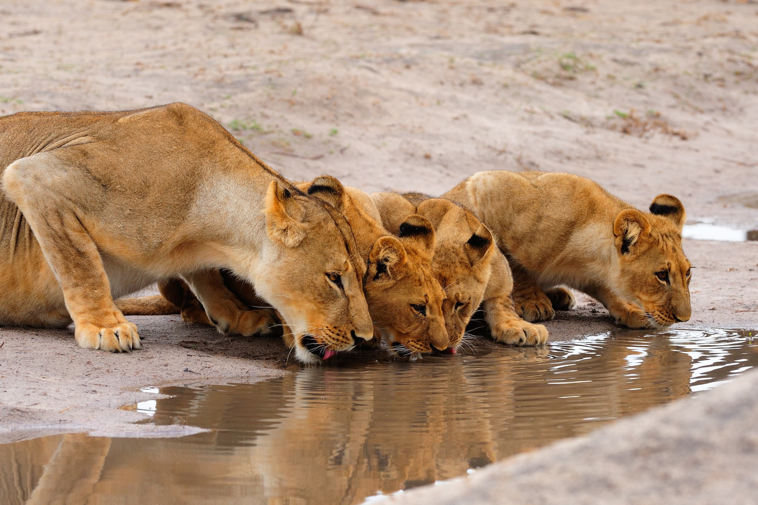Young cubs drinking
